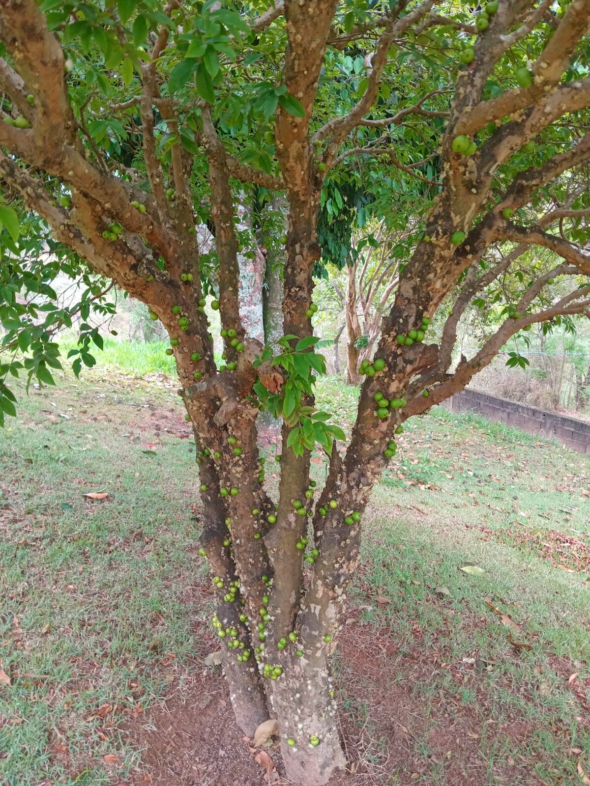 Chácara em Mairiporã/São Paulo — Ref ATJJZ1 — Imagem 3