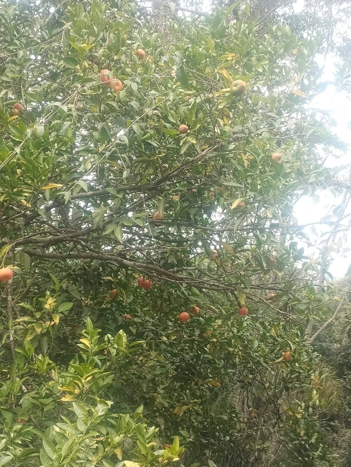 Chácara em Mairiporã/São Paulo — Ref 5KOQSO — Imagem 12