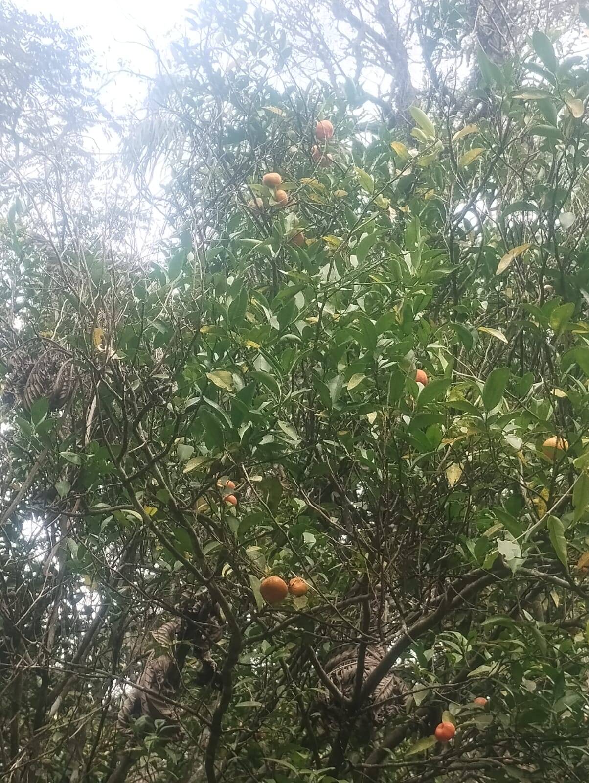 Chácara em Mairiporã/São Paulo — Ref 5KOQSO — Imagem 11