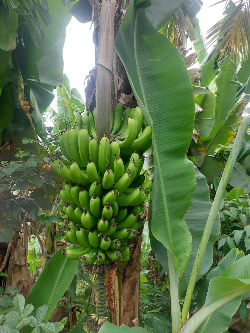 #2830 - Chácara para Venda em Nazaré Paulista - SP