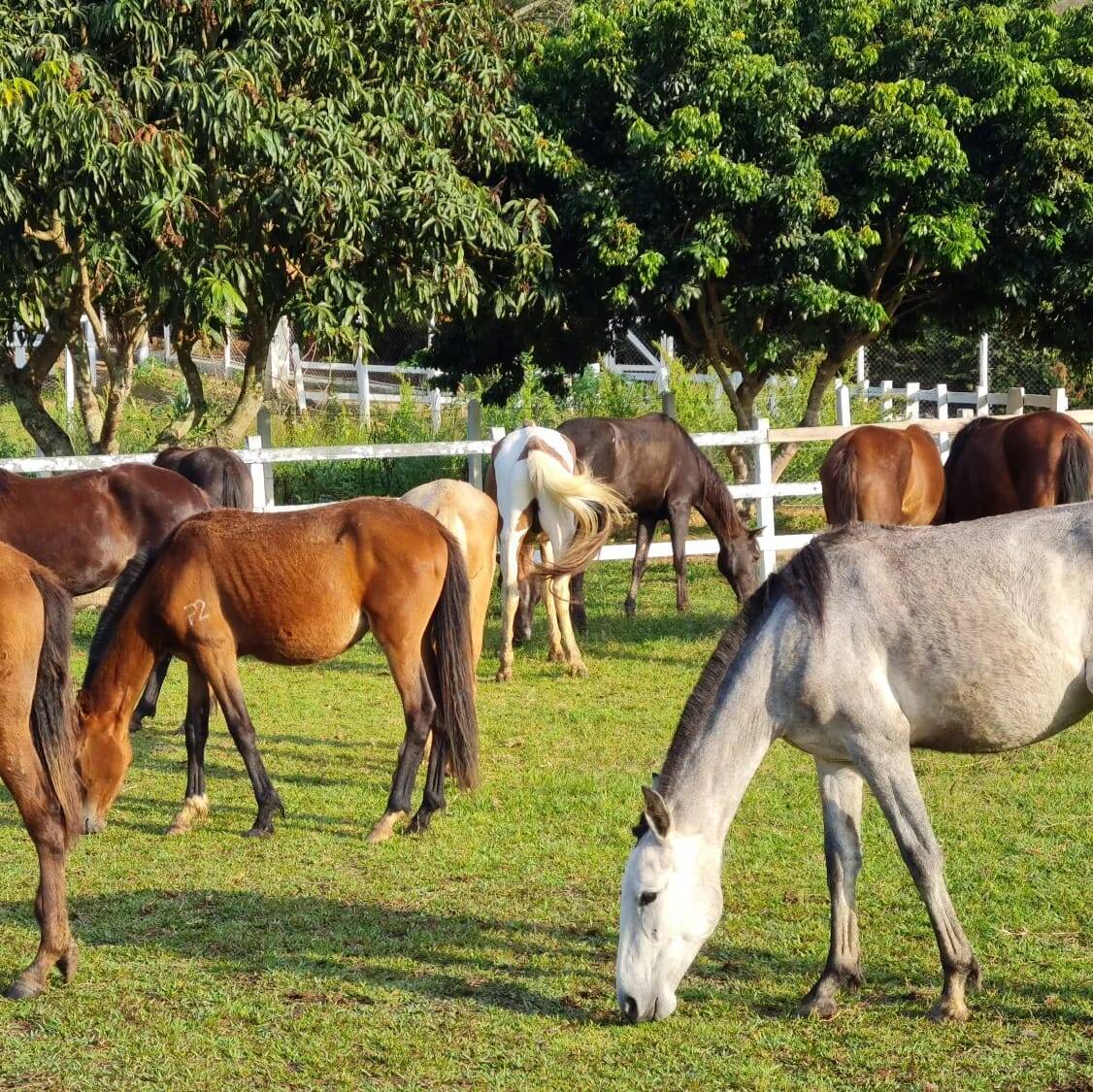 #1851 - Haras para Venda em Pinhalzinho - SP
