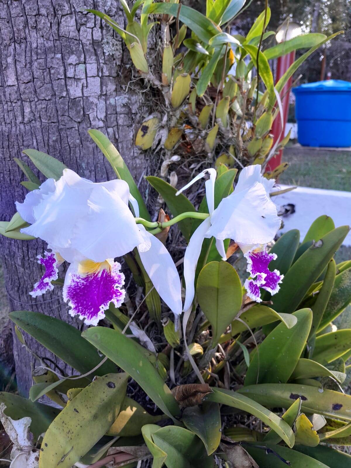 #2694 - Chácara para Venda em Jarinu - SP