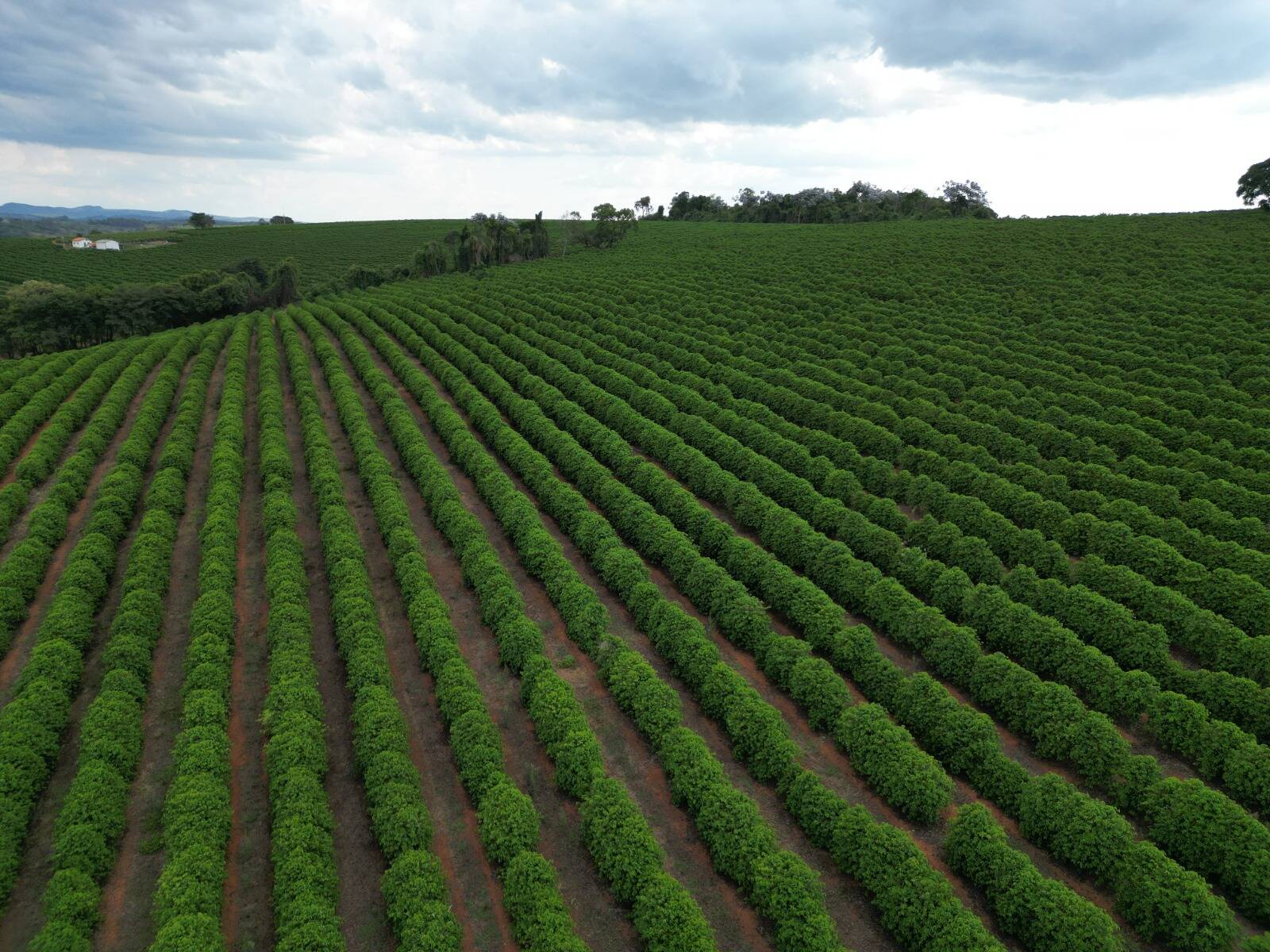 #2310 - Fazenda para Venda em Elói Mendes - MG