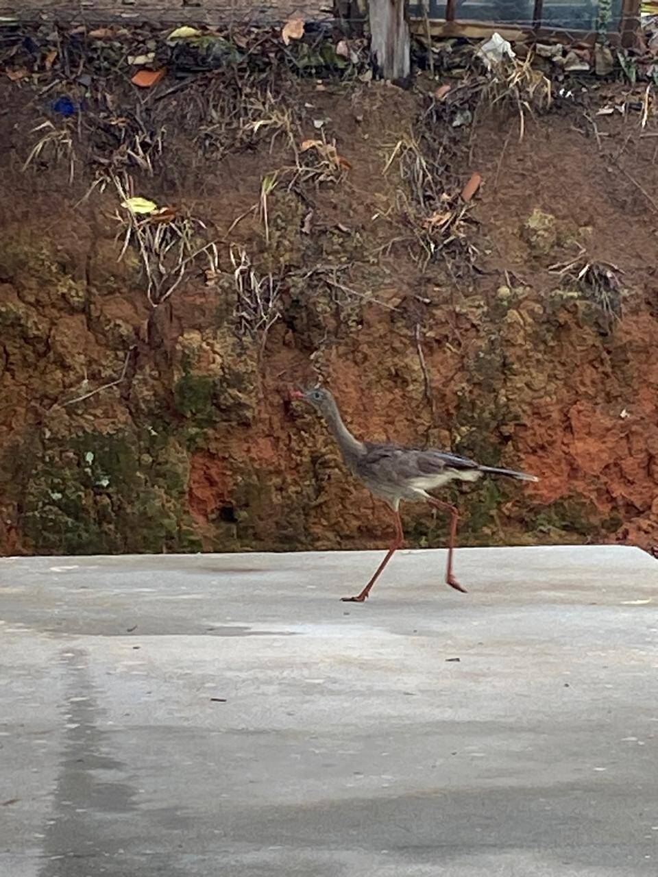 #2850 - Chácara para Venda em Pedra Bela - SP