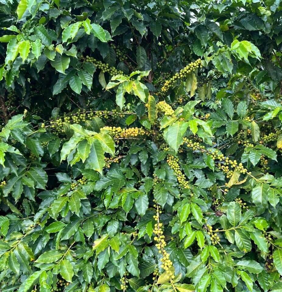 #2875 - Fazenda para Venda em Elói Mendes - MG