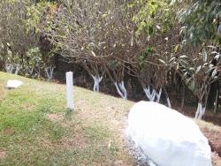 Chácara para Venda em Mairiporã - 5