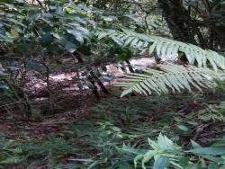 Área para Venda em Mairiporã - 5