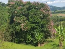 #1410 - Chácara para Venda em Toledo - MG - 1