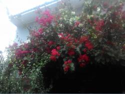 Casa de Praia para Venda em Itanhaém - 4