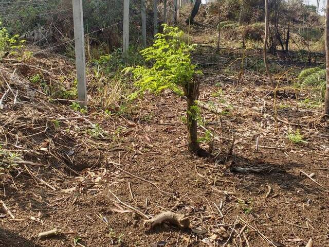 Sítio para Venda em Mairiporã - 3