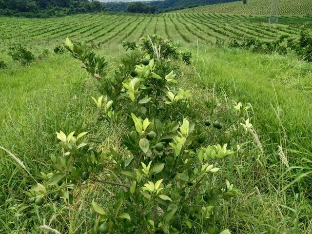 #2381 - Fazenda para Venda em Ribeirão Bonito - SP - 1