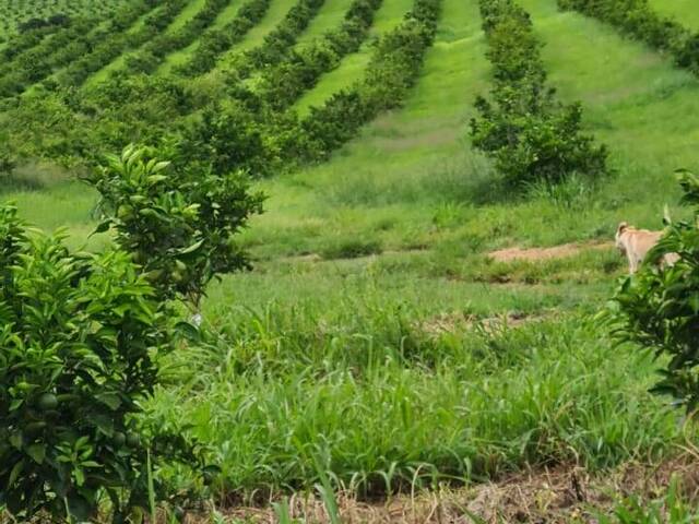 #2514 - Fazenda para Venda em Campina Verde - MG - 3