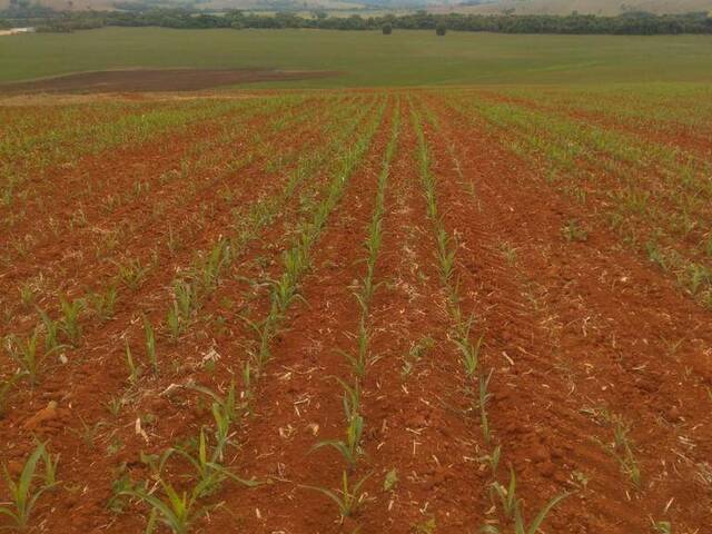 #2115 - Fazenda para Venda em Elói Mendes - MG - 1