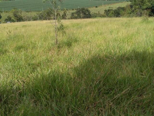 #1795 - Área para Venda em Vargem - SP - 1