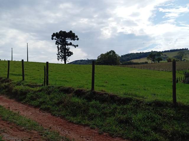 #2531 - Sítio para Venda em Bueno Brandão - MG - 2