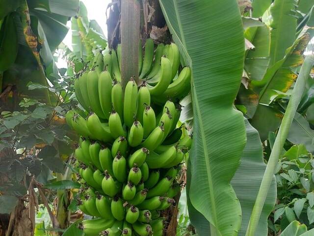 Venda em Cuiabá - Nazaré Paulista