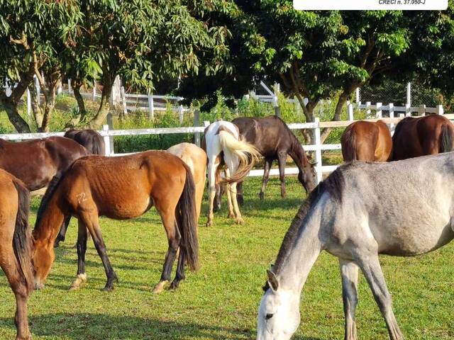 #1851 - Haras para Venda em Pinhalzinho - SP - 1