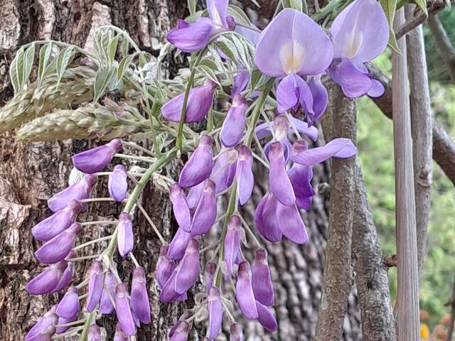 #2694 - Chácara para Venda em Jarinu - SP - 3