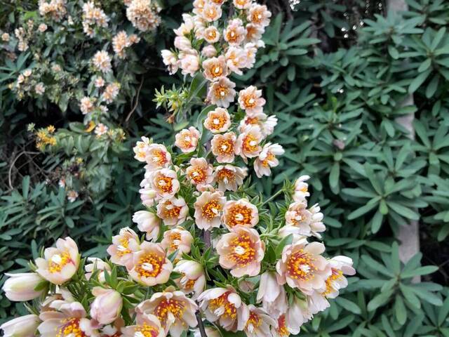 #2694 - Chácara para Venda em Jarinu - SP - 2