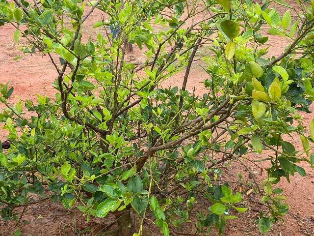 Chácara para Venda em Pedra Bela - 5
