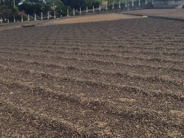 Fazenda para Venda em Amparo - 5