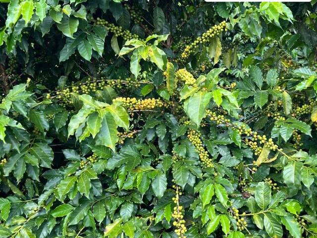 #2875 - Fazenda para Venda em Elói Mendes - MG - 1